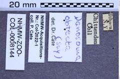 Etikette zu Danosoma obtecta (Say, 1836) (NHMW-ZOO-COL-0008144)